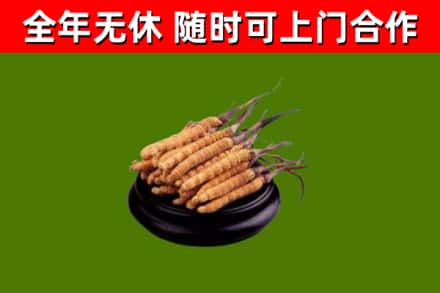 裕华回收散虫草
